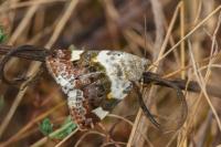 Acontia lucida