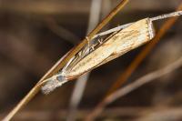 Agriphila geniculea