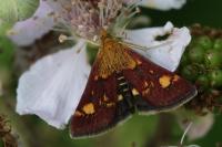 Pyrausta aurata