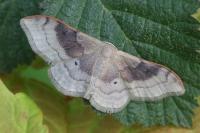 Idaea degeneraria