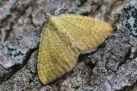 Camptogramma bilineata