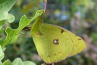 Colias crocea
