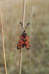 Zygaena fausta