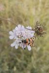 Zygaena fausta