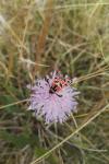 Zygaena fausta