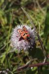 Zygaena fausta