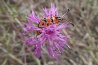 Zygaena fausta