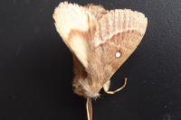 Lasiocampa trifolii