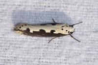 Ethmia bipunctella