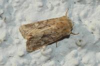 Luperina dumerilii