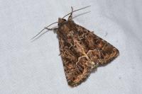 Thalpophila matura