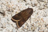 Agrotis trux