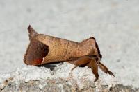 Clostera curtula