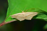 Timandra comae