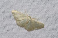 Scopula immutata