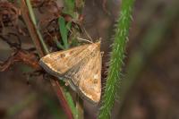 Loxostege sticticalis