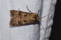 Agrotis trux