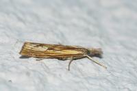 Agriphila inquinatella