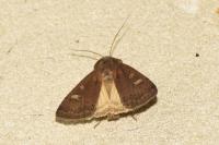 Xestia xanthographa