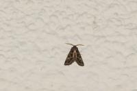 Leucochlaena oditis