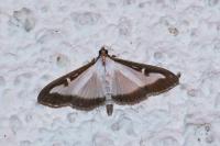 Cydalima perspectalis