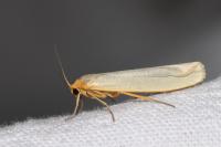 Manulea complana