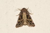 Leucochlaena oditis
