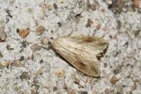 Evergestis forficalis