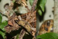 Hypena obsitalis