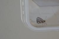 Cacyreus marshalli