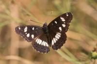 Limenitis reducta