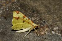 Opisthograptis luteolata