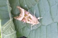 Phlogophora meticulosa