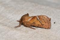Triodia sylvina