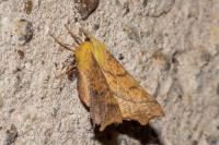 Ennomos alniaria