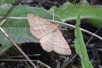 Scopula rubiginata