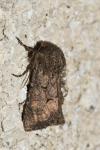 Luperina testacea