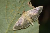 Patania ruralis