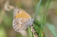Coenonympha pamphilus