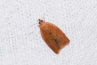 Clepsis consimilana
