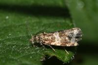 Celypha lacunana