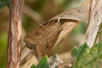 Udea ferrugalis