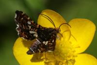 Thyris fenestrella