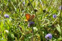 Lycaena phlaeas