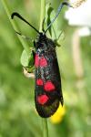 Zygaena trifolii
