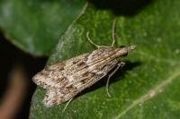 Eudonia angustea
