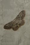 Idaea seriata