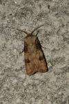 Agrotis puta