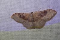 Idaea degeneraria