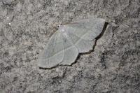 Campaea margaritaria